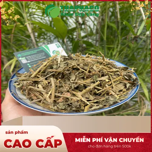 Nguồn Cà Gai Leo chất lượng từ THAPHACO