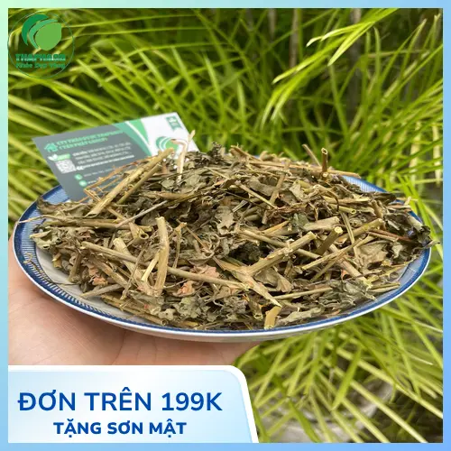 Cà gai leo sấy khô chất lượng cao