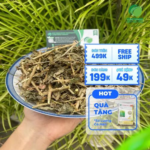 Lá Cà Gai Leo với những chiếc gai đặc trưng