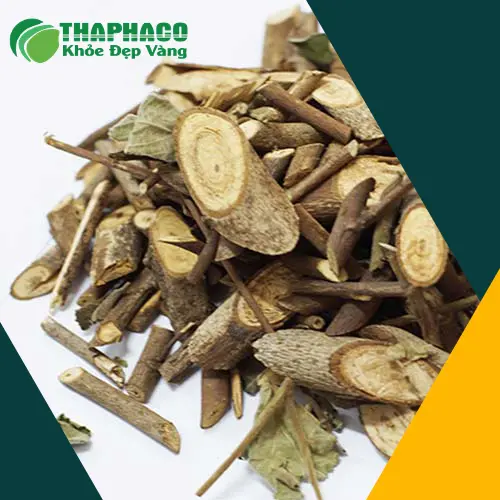 THAPHACO - Địa chỉ cung cấp Cây An Xoa uy tín