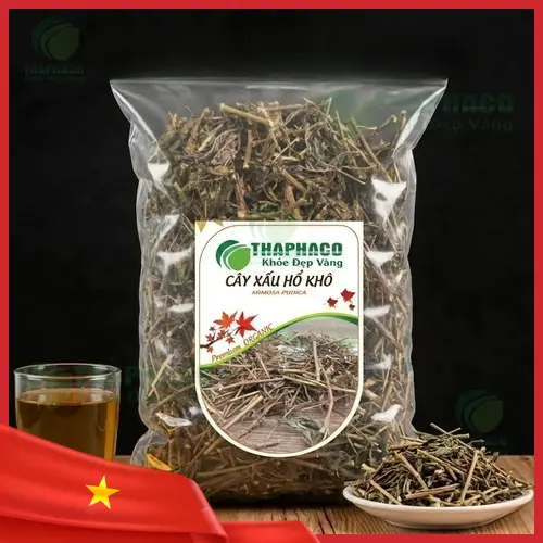 Hình ảnh cây xấu hổ trong tự nhiên với đặc điểm lá khép lại