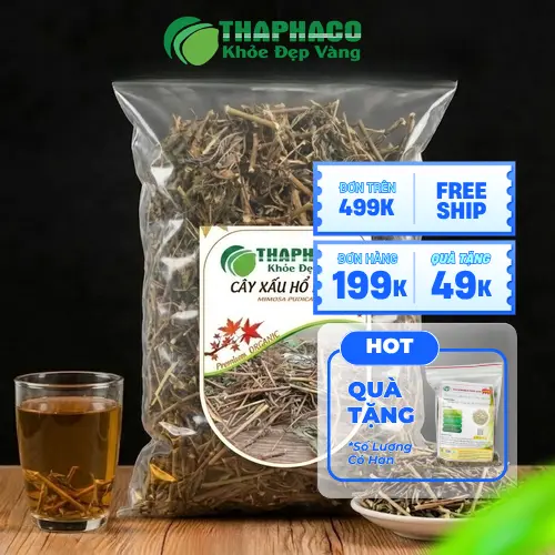 Hình ảnh cây xấu hổ (Mimosa pudica) với đặc điểm lá khép