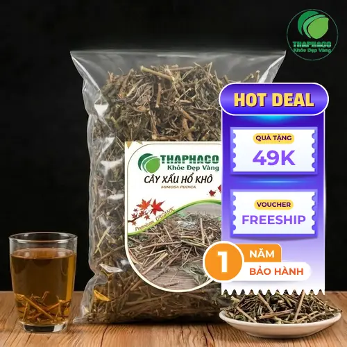 Cây xấu hổ là gì và đặc điểm nhận biết