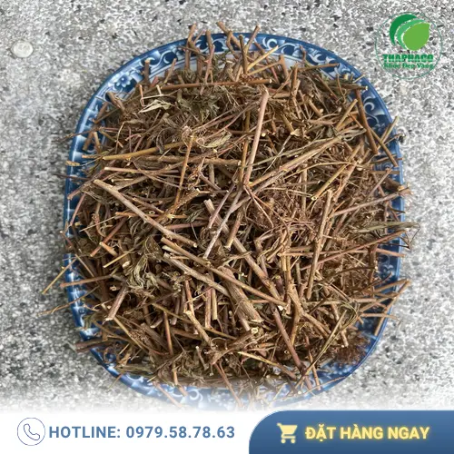Rễ cây xấu hổ được thu hái và sơ chế