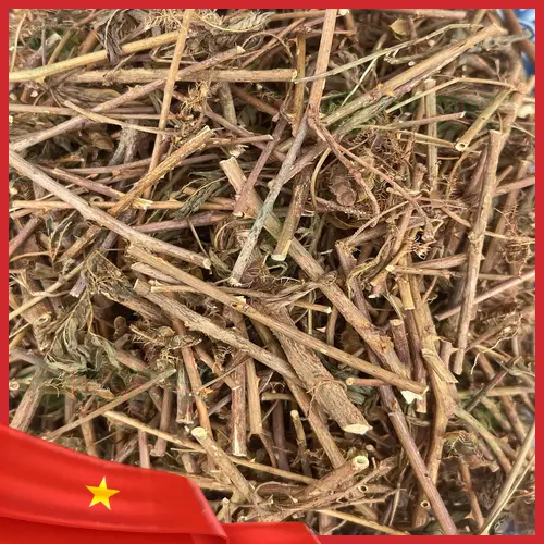 Minh họa cơ chế hoạt động của cây xấu hổ lên hệ thần kinh
