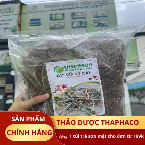 Công dụng hỗ trợ của cây xấu hổ trong y học dân gian