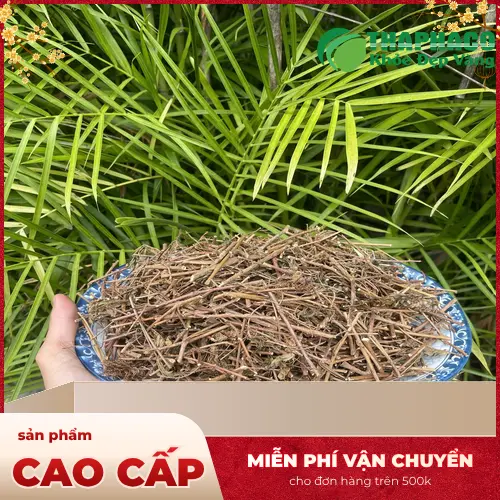 Cây xấu hổ đã phơi khô dùng làm dược liệu