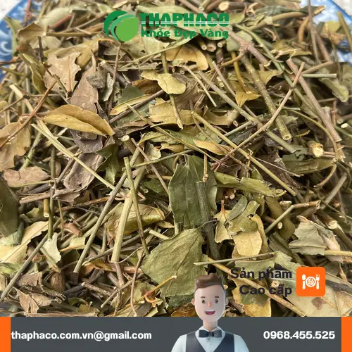Hình ảnh trà vằng khô hỗ trợ lợi sữa