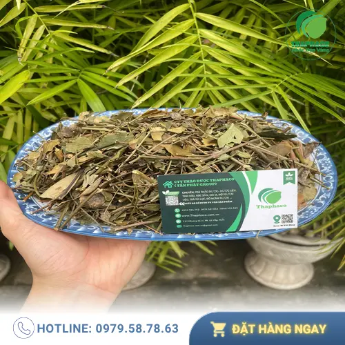 Lợi ích hỗ trợ của chè vằng