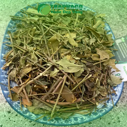 Lá chè vằng tươi và khô