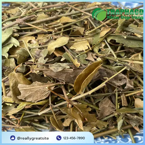 Cách dùng chè vằng sấy khô