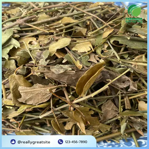 Sản phẩm chè vằng khô đóng gói tại THAPHACO