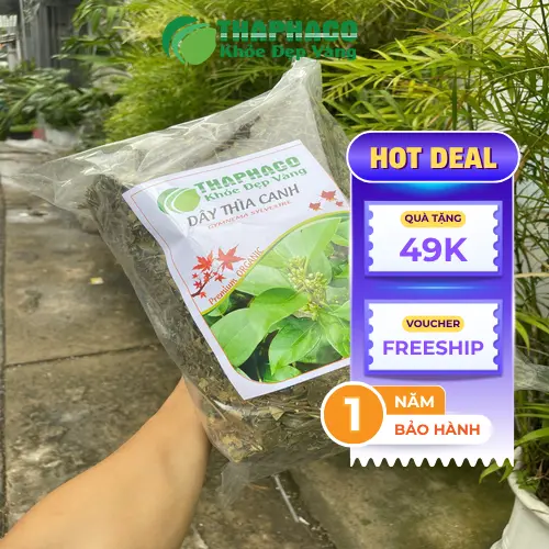 Đặc điểm lá Dây Thìa Canh