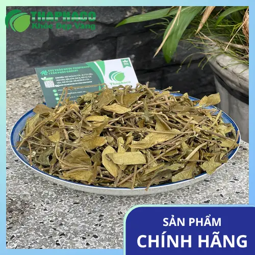 Công nghệ sấy khô Dây Thìa Canh hiện đại