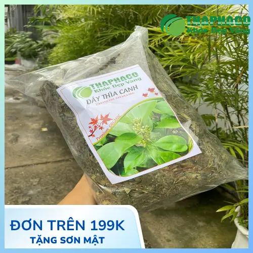 Vùng trồng Dây Thìa Canh chuẩn GAP của THAPHACO
