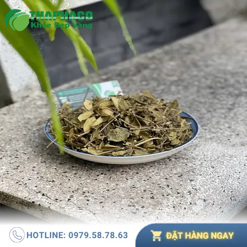 Lá Dây Thìa Canh được phơi khô