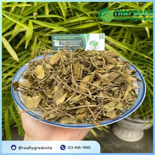 Mua Dây Thìa Canh giá tốt tại TP.HCM