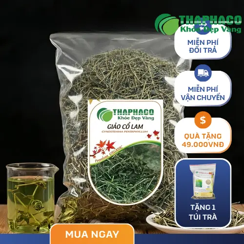 Giảo Cổ Lam tươi