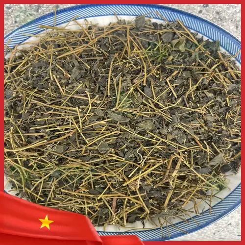Giảo cổ lam tươi và khô