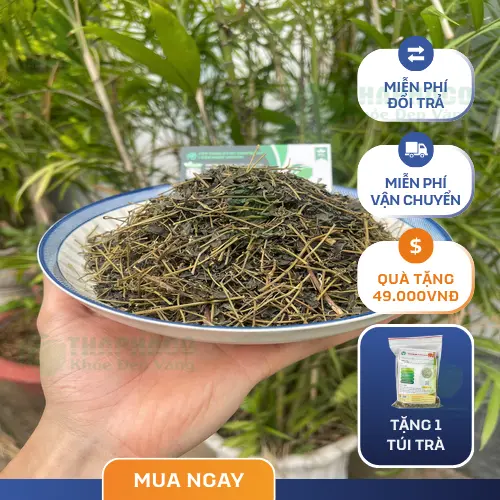 Nguồn gốc Giảo Cổ Lam THAPHACO