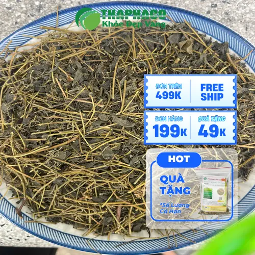 Công dụng của Giảo Cổ Lam