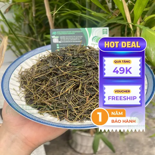Quy trình sấy khô Giảo Cổ Lam hiện đại tại nhà máy THAPHACO