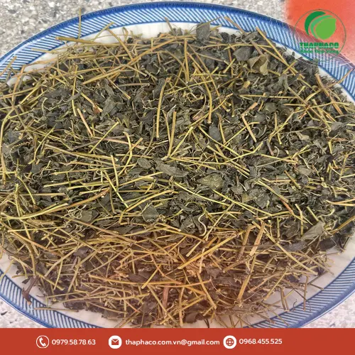Giảo Cổ Lam khô THAPHACO đóng gói tiện lợi