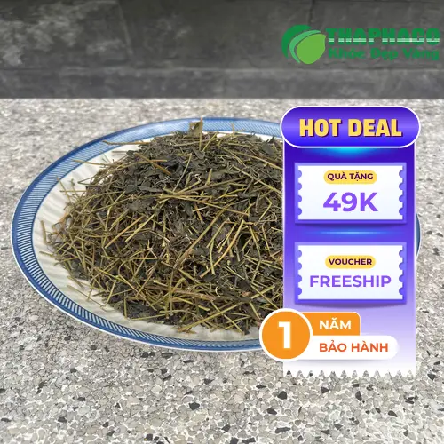 THAPHACO - Địa chỉ uy tín cung cấp Giảo Cổ Lam khô tại TP.HCM