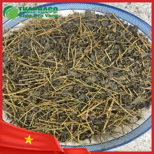 Bao bì Giảo Cổ Lam THAPHACO
