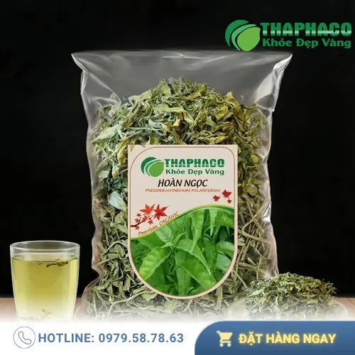 Cây Hoàn Ngọc trắng có lá xanh tươi, thân mềm