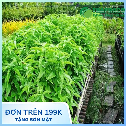 Quy trình pha trà Hoàn Ngọc đơn giản tại nhà
