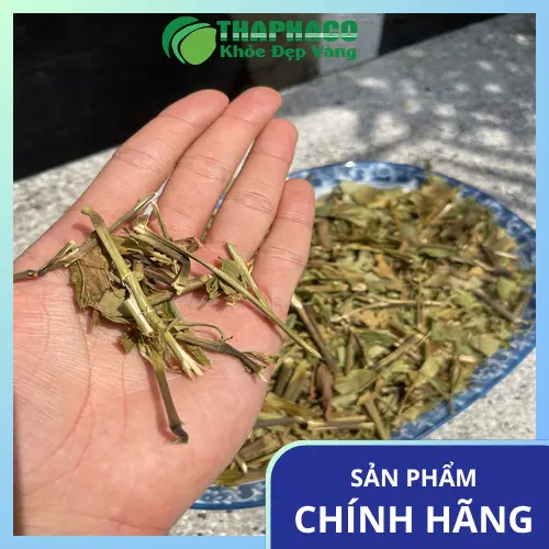 Lá cây Hoàn Ngọc tươi tại vườn
