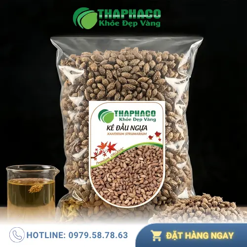 Hình ảnh cây Ké Đầu Ngựa (Xanthium strumarium) với quả có gai