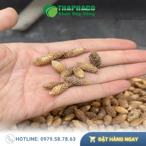Các bài thuốc dân gian từ ké đầu ngựa