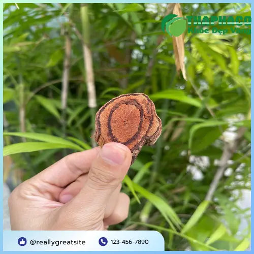 Kê Huyết Đằng được sơ chế và cắt lát tại THAPHACO