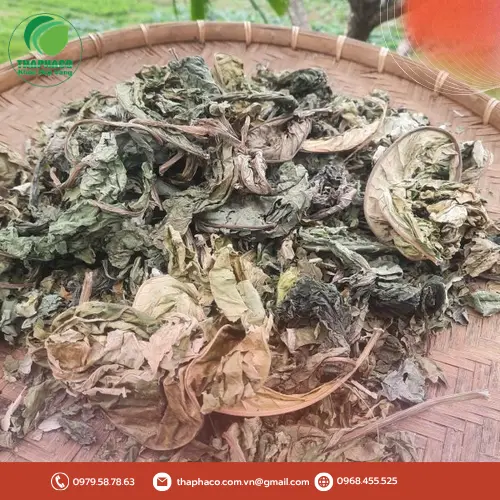 Người phụ nữ đang uống trà lá khôi tía sau bữa ăn