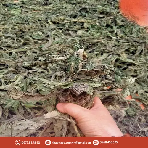 Giao hàng Lá Khôi Tía khô toàn quốc