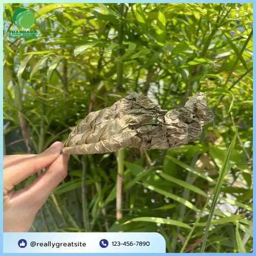 Hướng dẫn sử dụng Lá Khôi Tía khô