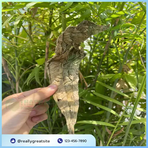 Sản phẩm lá khôi tía khô tại THAPHACO