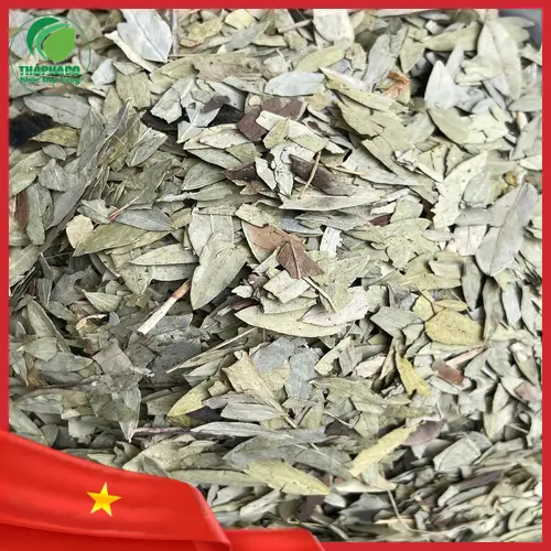 Phan tả diệp và các hoạt chất Sennoside