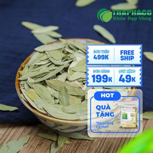 Uống đủ nước khi dùng Phan Tả Diệp