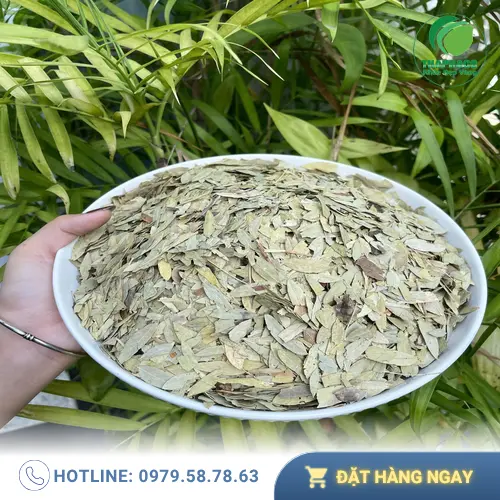 Cách dùng Phan tả diệp an toàn