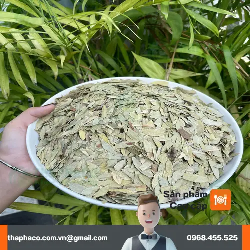 Cách dùng Phan Tả Diệp an toàn