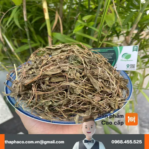 Hình ảnh minh họa phụ nữ mang thai và trẻ em không nên dùng sài đất