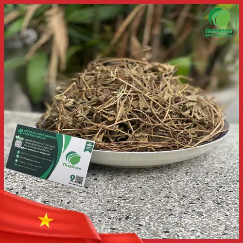 Sài Đất sấy khô đóng gói tiện lợi tại THAPHACO