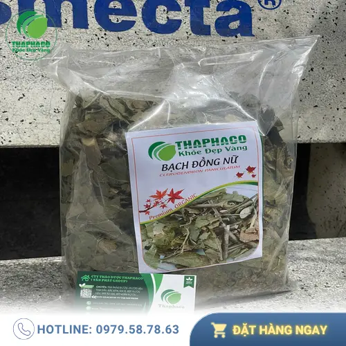 Công dụng hỗ trợ của bạch đồng nữ khô