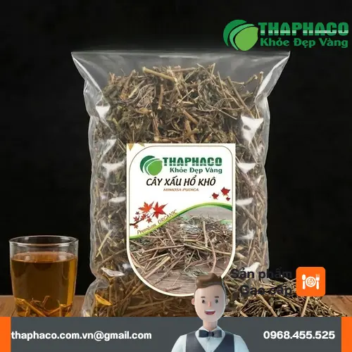 Hình ảnh cây xấu hổ (trinh nữ) mọc dại