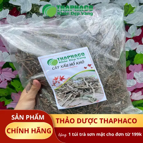 Cây xấu hổ tươi đang ra lá non