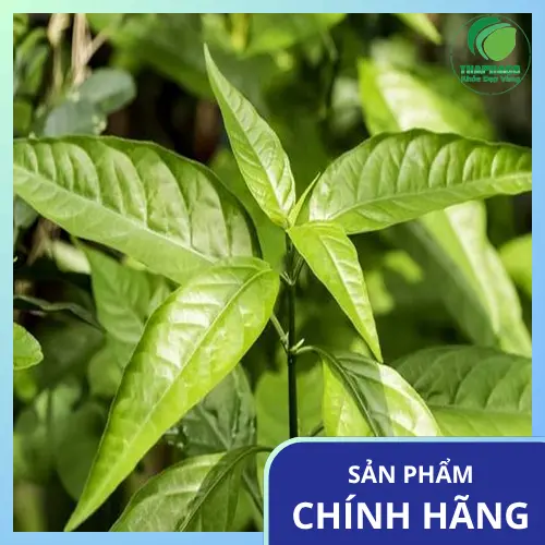 Lá Hoàn Ngọc khô chất lượng tại THAPHACO