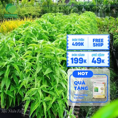 Giải đáp thắc mắc về Hoàn Ngọc khô
